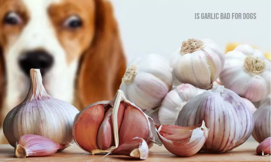 product-1060px-1 Free Sample Best Garlic Extract CAS 539-86-6 Deodorized Garlic Extract Powder