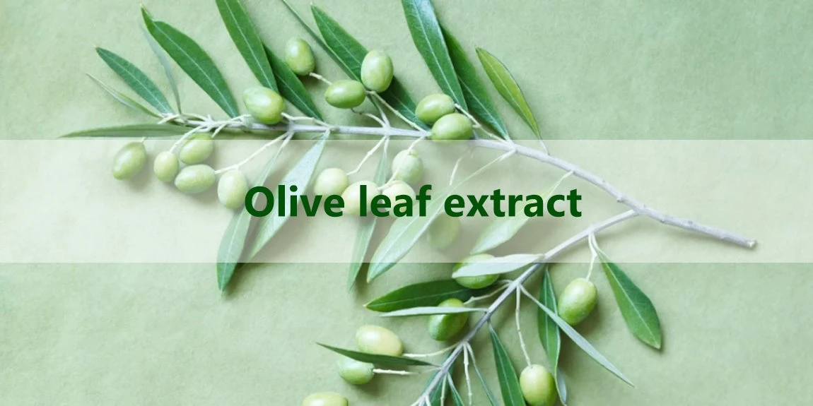 Olive leaf extract 5