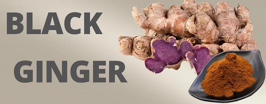 Black ginger extract powder
