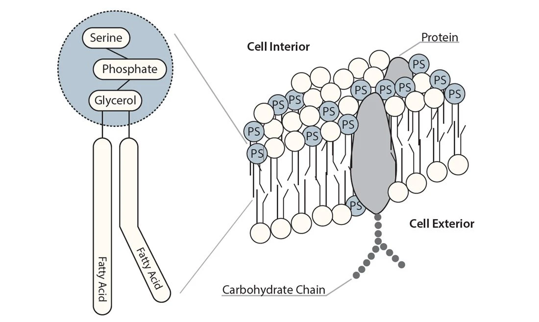 Phosphatidylserine(Ps)