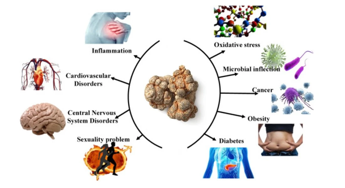 Radix Notoginseng 5