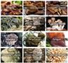 Private Label 10 Organic Mushroom Mix Extract Powder